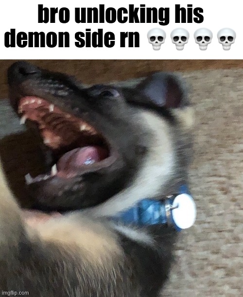 angy doggo | bro unlocking his demon side rn 💀💀💀💀 | image tagged in angy doggo | made w/ Imgflip meme maker