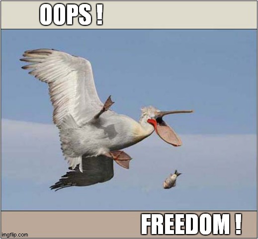 The One That Got Away ! | OOPS ! FREEDOM ! | image tagged in pelican,fish,dropped,got away | made w/ Imgflip meme maker