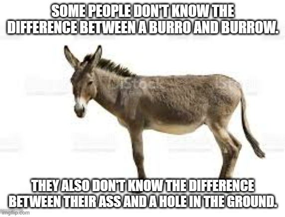 meme by brad burro and burrow | SOME PEOPLE DON'T KNOW THE DIFFERENCE BETWEEN A BURRO AND BURROW. THEY ALSO DON'T KNOW THE DIFFERENCE BETWEEN THEIR ASS AND A HOLE IN THE GROUND. | image tagged in humor | made w/ Imgflip meme maker