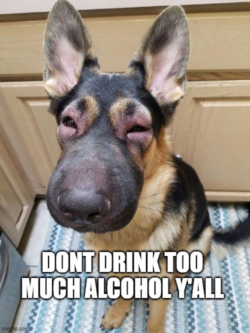 sad doggo | DONT DRINK TOO MUCH ALCOHOL Y'ALL | image tagged in sad dog,alcohol,regret,meme,unfunny,actual advice mallard | made w/ Imgflip meme maker