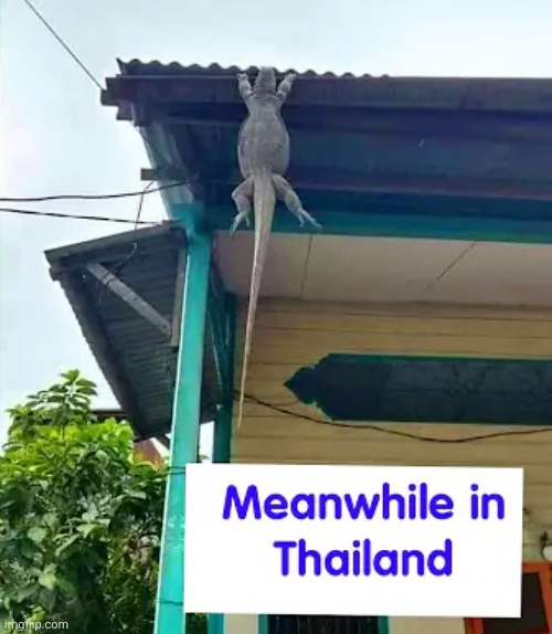 Rofl | image tagged in memes,repost,thailand,lol,rofl,lizards | made w/ Imgflip meme maker