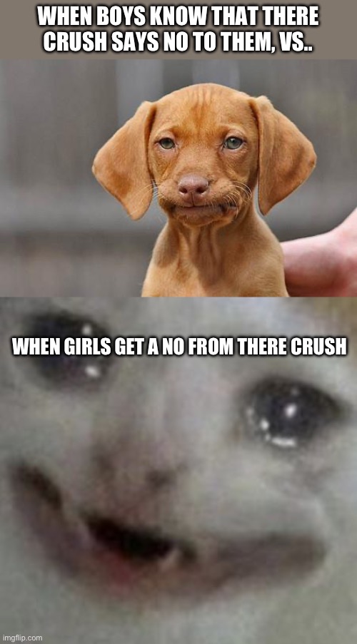 Uh oh.. | WHEN BOYS KNOW THAT THERE CRUSH SAYS NO TO THEM, VS.. WHEN GIRLS GET A NO FROM THERE CRUSH | image tagged in dissapointed puppy,crying cat,memes,boys vs girls | made w/ Imgflip meme maker