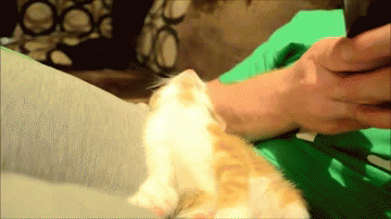 Oscar is sleepy | image tagged in gifs,kitten,sleep,cute | made w/ Imgflip video-to-gif maker