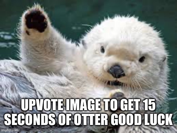Luckiness | UPVOTE IMAGE TO GET 15 SECONDS OF OTTER GOOD LUCK | image tagged in otter,luck,upvote begging | made w/ Imgflip meme maker