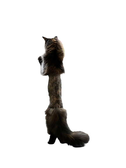 Cat With Middle Part Shaved. Blank Meme Template