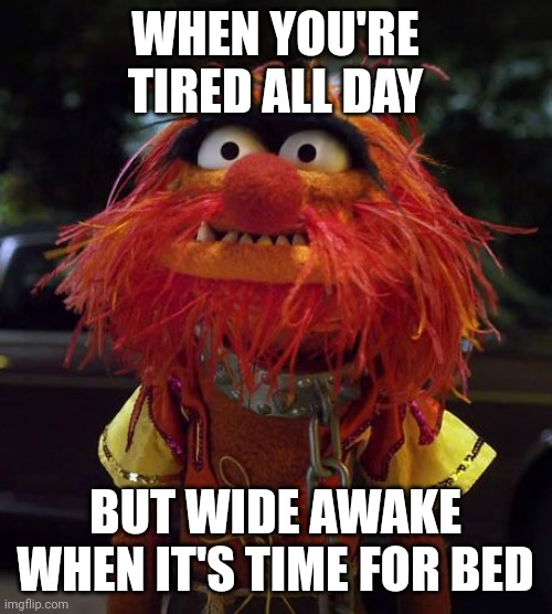 Muppet Animal | WHEN YOU'RE TIRED ALL DAY; BUT WIDE AWAKE WHEN IT'S TIME FOR BED | image tagged in muppet animal | made w/ Imgflip meme maker