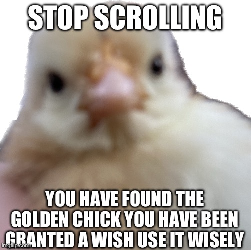 Stop scrolling | STOP SCROLLING; YOU HAVE FOUND THE GOLDEN CHICK YOU HAVE BEEN GRANTED A WISH USE IT WISELY | image tagged in gold,chicken | made w/ Imgflip meme maker