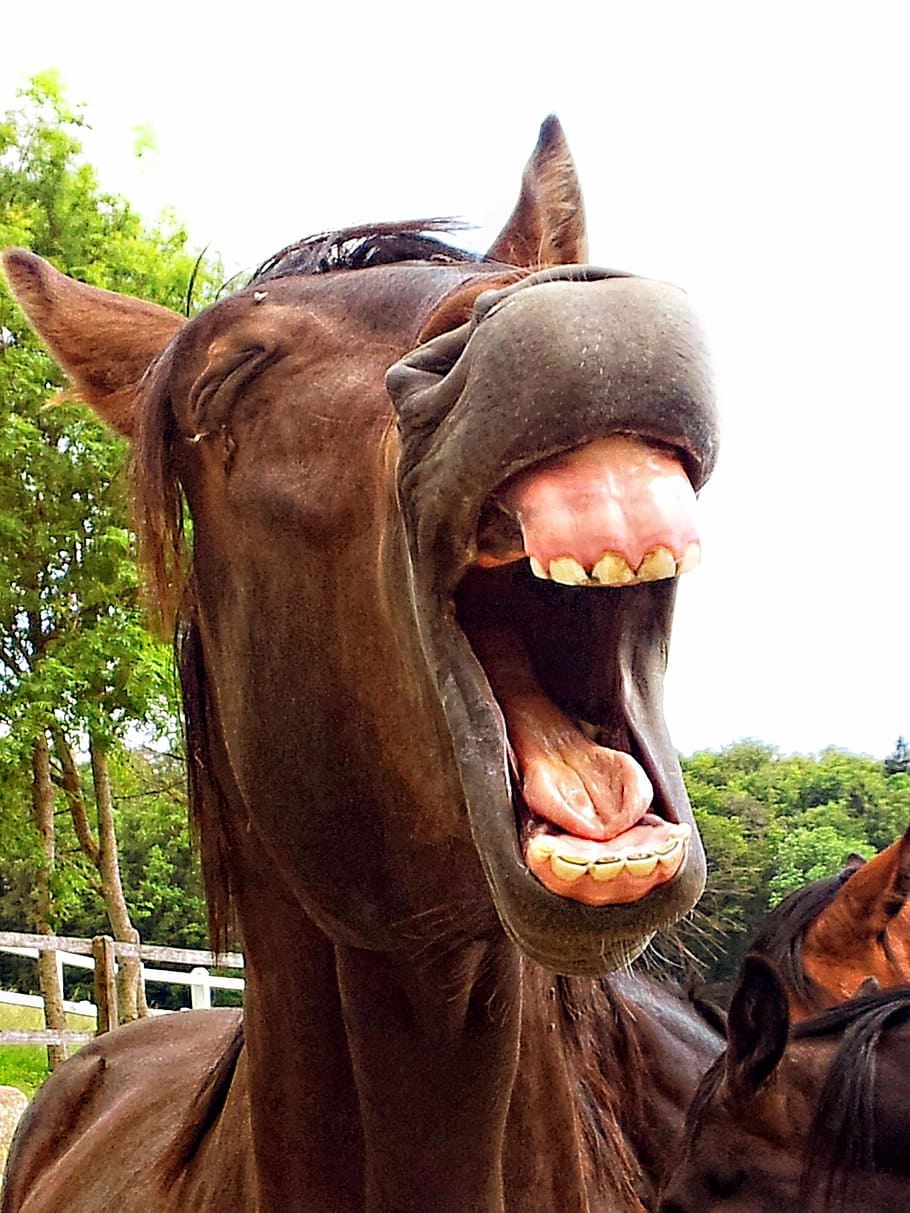 High Quality Horse laughing Blank Meme Template