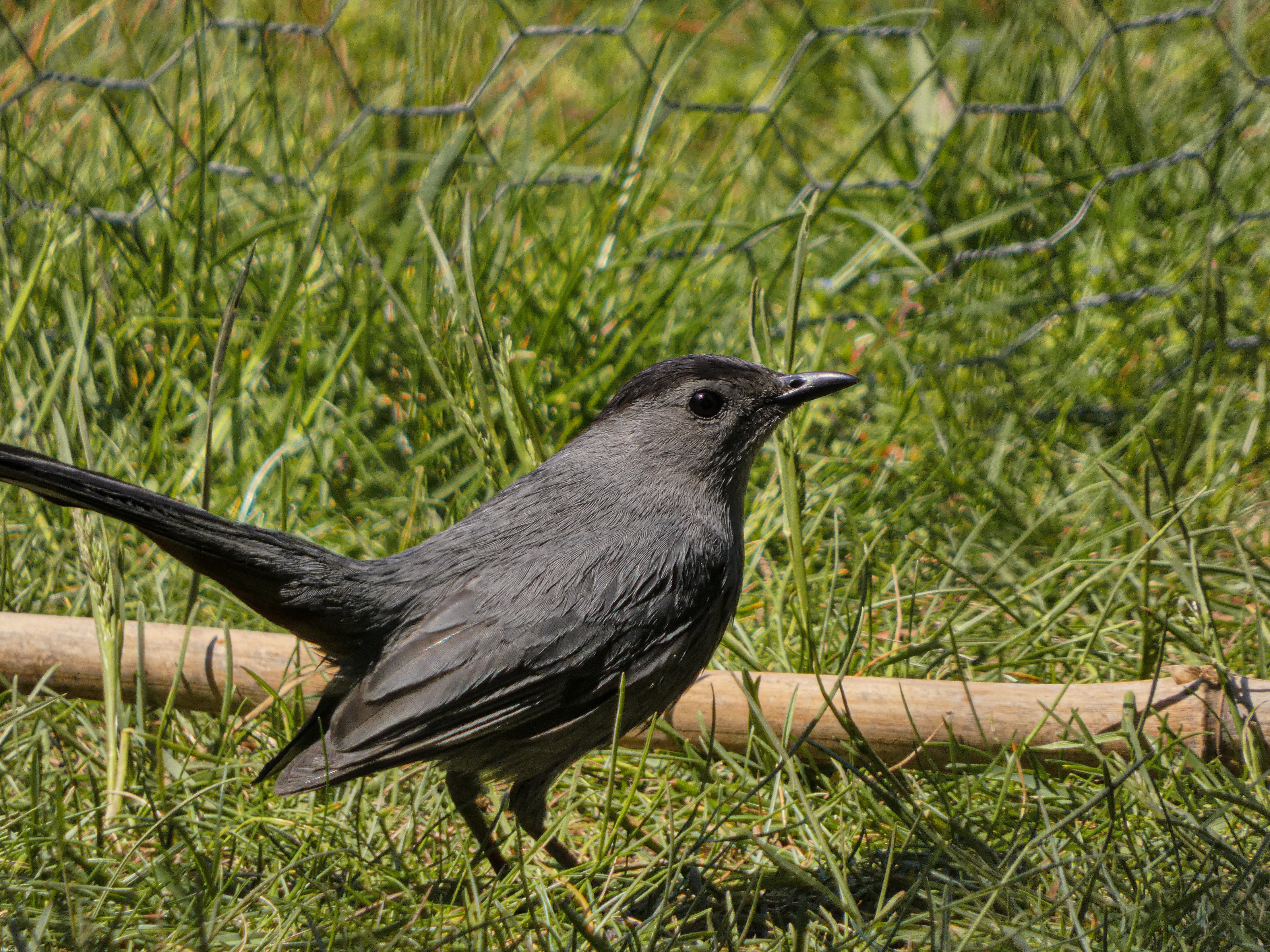 Gray Catbird in the grass | image tagged in share your own photos | made w/ Imgflip meme maker