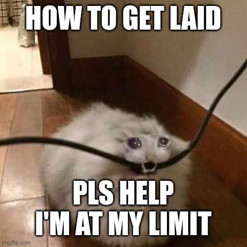 incel cat dying | HOW TO GET LAID; PLS HELP
I'M AT MY LIMIT | image tagged in incel,cat | made w/ Imgflip meme maker