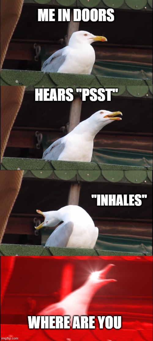 Doors memes | ME IN DOORS; HEARS "PSST"; "INHALES"; WHERE ARE YOU | image tagged in memes,inhaling seagull | made w/ Imgflip meme maker