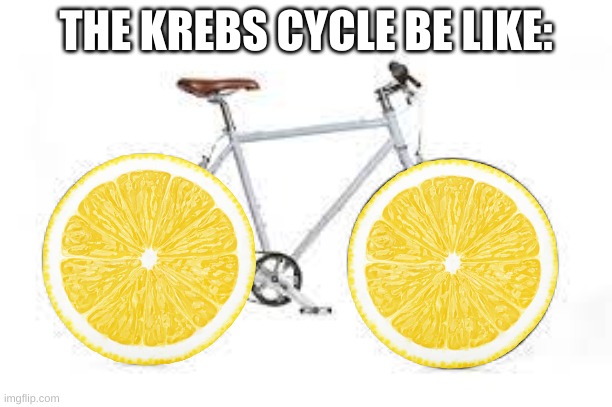 The Krebs Cycle | THE KREBS CYCLE BE LIKE: | image tagged in biology,funny memes | made w/ Imgflip meme maker