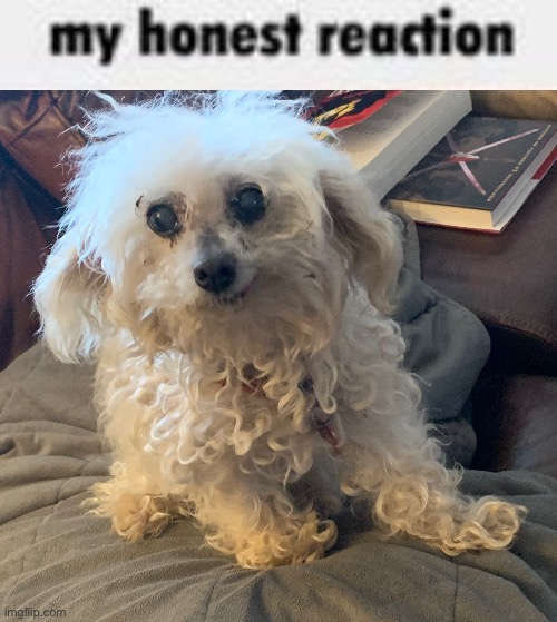 image tagged in my honest reaction | made w/ Imgflip meme maker