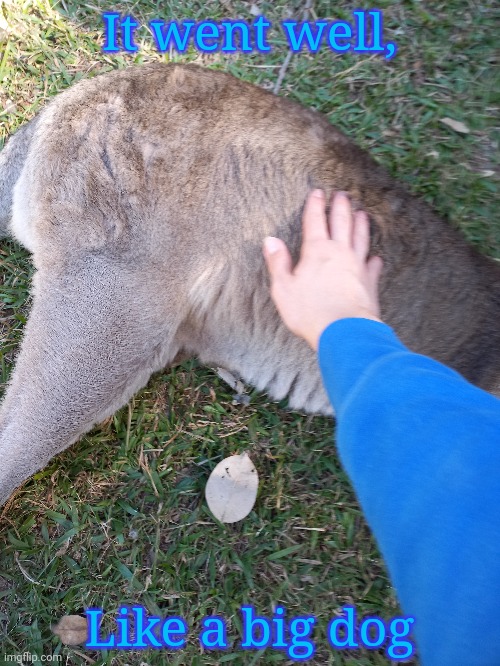 The kangaroo from earlier | It went well, Like a big dog | image tagged in frost | made w/ Imgflip meme maker