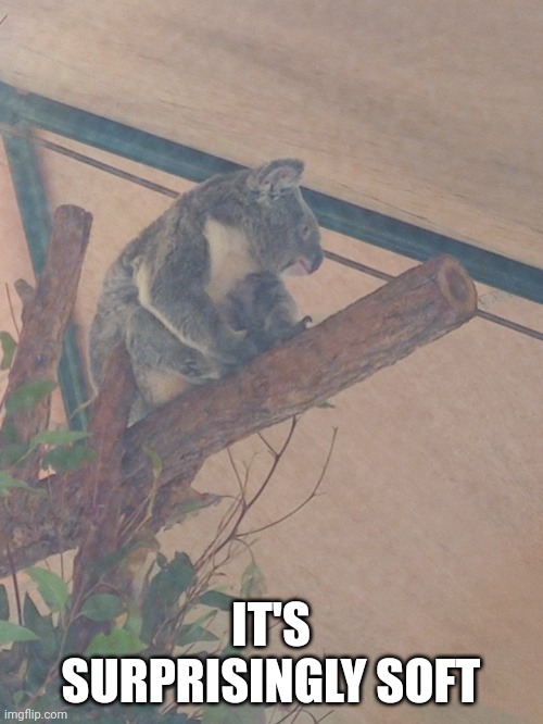 IT'S SURPRISINGLY SOFT | made w/ Imgflip meme maker