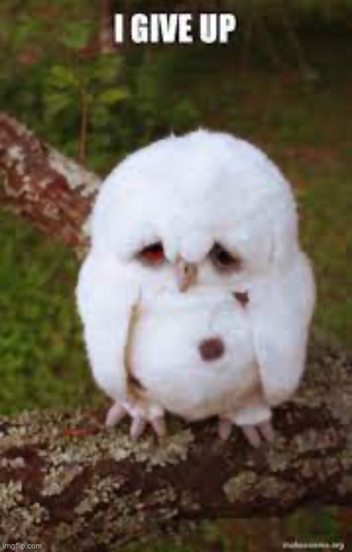 Too hard | image tagged in owl,sad owl | made w/ Imgflip meme maker