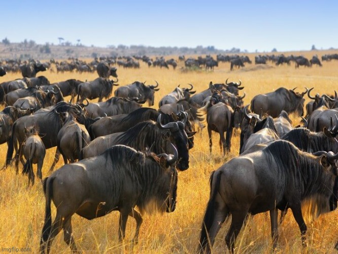 Herd of wildebeests gnus in Africa | image tagged in herd of wildebeests gnus in africa | made w/ Imgflip meme maker