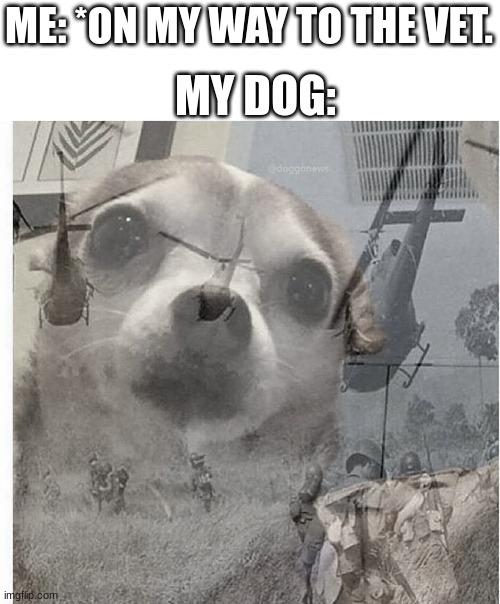 Bro is a VETeran | MY DOG:; ME: *ON MY WAY TO THE VET. | image tagged in ptsd chihuahua,relatable,dogs,memes | made w/ Imgflip meme maker