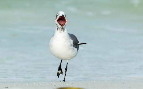 High Quality Happy Seagull Blank Meme Template