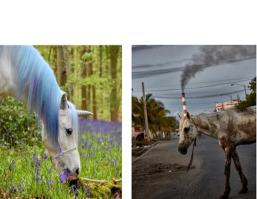 Unicorn and Horse smokestack Blank Meme Template