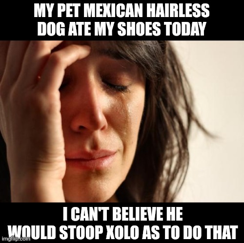 Xolo | MY PET MEXICAN HAIRLESS DOG ATE MY SHOES TODAY; I CAN'T BELIEVE HE WOULD STOOP XOLO AS TO DO THAT | image tagged in memes,first world problems,mexico | made w/ Imgflip meme maker