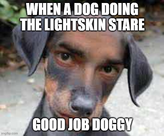 lightskin dog | WHEN A DOG DOING THE LIGHTSKIN STARE; GOOD JOB DOGGY | image tagged in lightskin dog | made w/ Imgflip meme maker