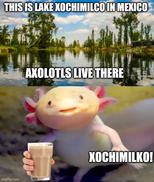 Lake Xochimilko nr Mexico | THIS IS LAKE XOCHIMILCO IN MEXICO; AXOLOTLS LIVE THERE; XOCHIMILKO! | image tagged in axolotl,have some choccy milk | made w/ Imgflip meme maker