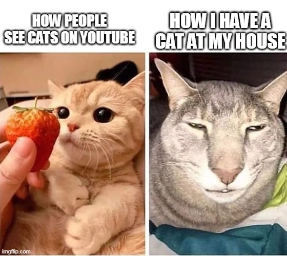 real and true | HOW I HAVE A CAT AT MY HOUSE; HOW PEOPLE SEE CATS ON YOUTUBE | image tagged in cats,cursed | made w/ Imgflip meme maker