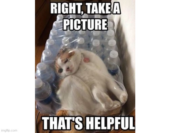 help the cat | image tagged in take a picture | made w/ Imgflip meme maker