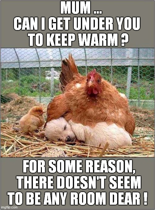 Puppy Under Confused Hen ! | MUM ... 
CAN I GET UNDER YOU
 TO KEEP WARM ? FOR SOME REASON, THERE DOESN'T SEEM TO BE ANY ROOM DEAR ! | image tagged in dogs,puppy,chicken,chick | made w/ Imgflip meme maker
