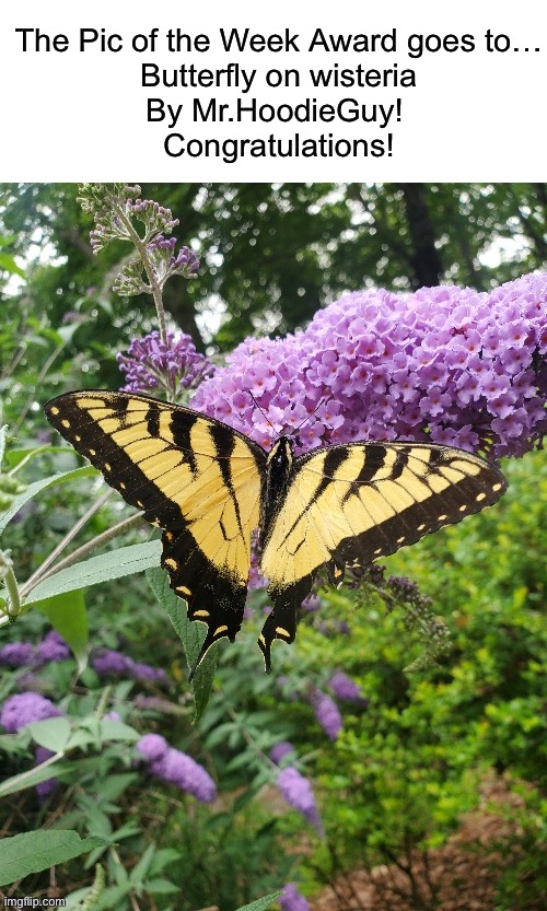 Butterfly on wisteria by @Mr.HoodieGuy https://imgflip.com/i/7mevxz | The Pic of the Week Award goes to…
Butterfly on wisteria
By Mr.HoodieGuy! 
Congratulations! | image tagged in share your own photos | made w/ Imgflip meme maker