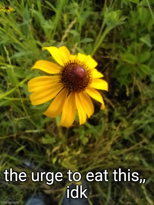 the urge to eat this,, 
idk | made w/ Imgflip meme maker