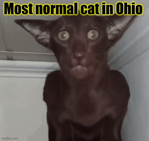 Only in Ohio | Most normal cat in Ohio | image tagged in only in ohio,cursed,cats | made w/ Imgflip meme maker