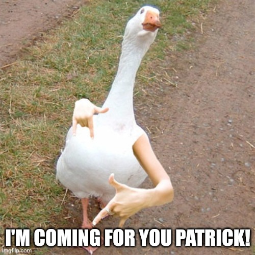 Bird with Arms | I'M COMING FOR YOU PATRICK! | image tagged in bird with arms | made w/ Imgflip meme maker