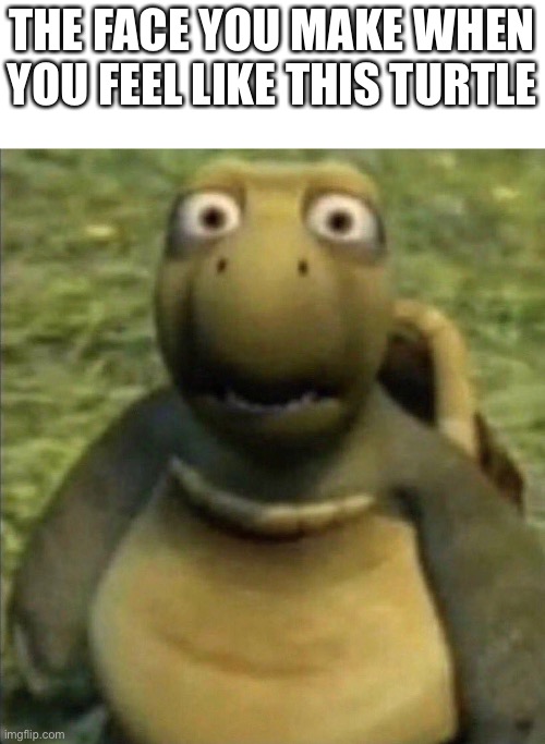 Peak anti meme | THE FACE YOU MAKE WHEN YOU FEEL LIKE THIS TURTLE | image tagged in shocked turtle | made w/ Imgflip meme maker