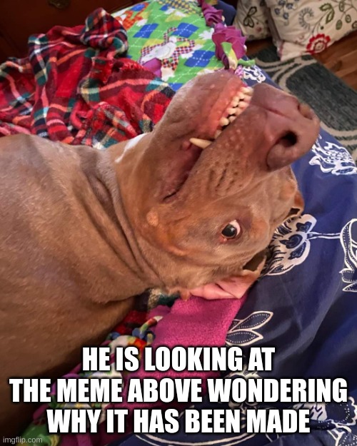 Johnny Hollywood | HE IS LOOKING AT THE MEME ABOVE WONDERING WHY IT HAS BEEN MADE | image tagged in johnny hollywood | made w/ Imgflip meme maker
