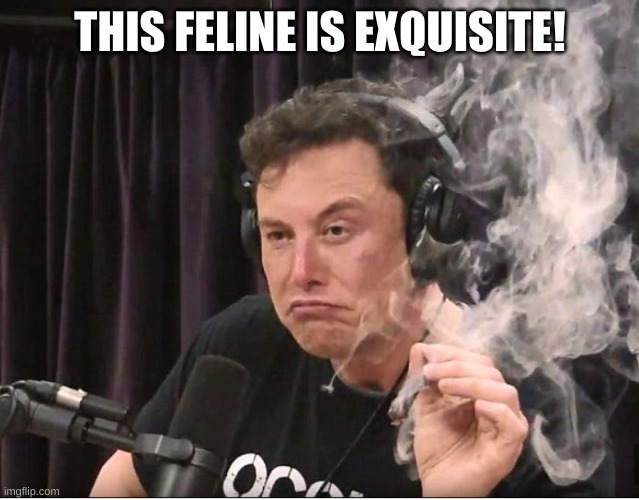 Elon Musk smoking a joint | THIS FELINE IS EXQUISITE! | image tagged in elon musk smoking a joint | made w/ Imgflip meme maker