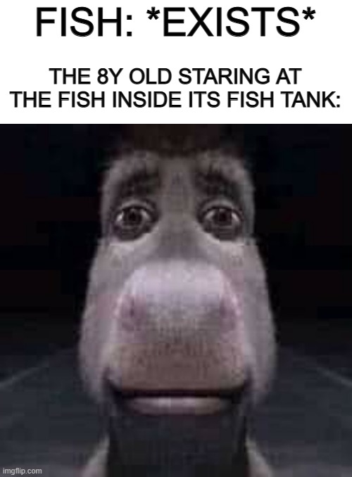 So creepy at the fish's point of view o-o | FISH: *EXISTS*; THE 8Y OLD STARING AT THE FISH INSIDE ITS FISH TANK: | image tagged in donkey staring | made w/ Imgflip meme maker