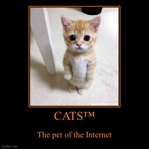 Cats™©® | CATS™ | The pet of the Internet | image tagged in funny,demotivationals | made w/ Imgflip demotivational maker