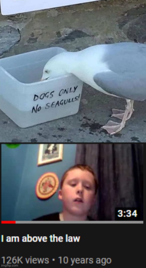 Rebellious seagull | image tagged in i'm above the law,seagull,memes,seagulls,meme,rebel | made w/ Imgflip meme maker