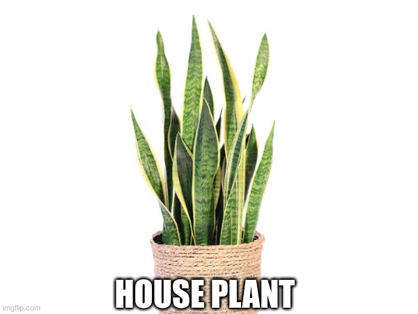 SPREAD THE MESSAGE! | HOUSE PLANT | image tagged in plants,amongus,sus,sprite cranberry | made w/ Imgflip meme maker