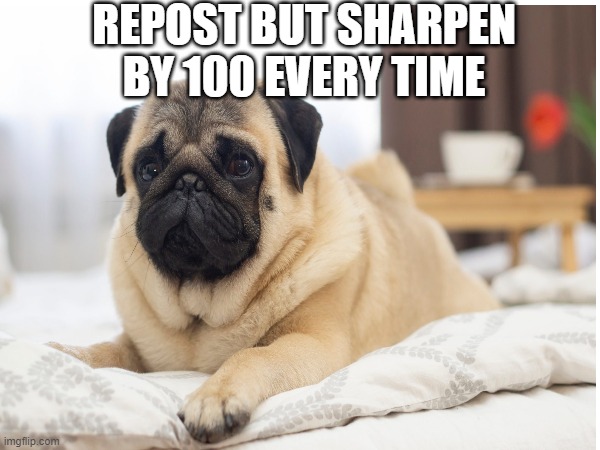 Repost But Sharpen By 100 Every Time | REPOST BUT SHARPEN BY 100 EVERY TIME | image tagged in pugs,pug,cute cat,cute dog,cute puppies,cute animals | made w/ Imgflip meme maker