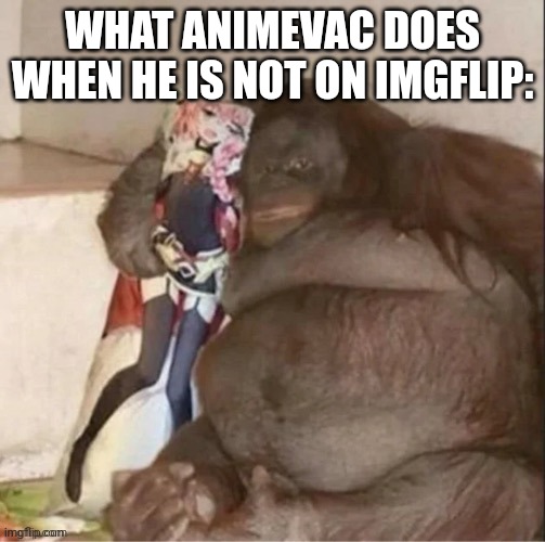 Animevac be like: | WHAT ANIMEVAC DOES WHEN HE IS NOT ON IMGFLIP: | image tagged in kong with pillow | made w/ Imgflip meme maker