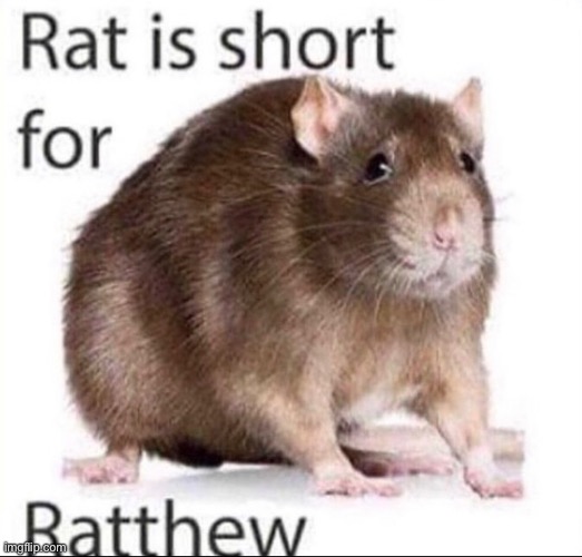 I want a Ratthew | made w/ Imgflip meme maker