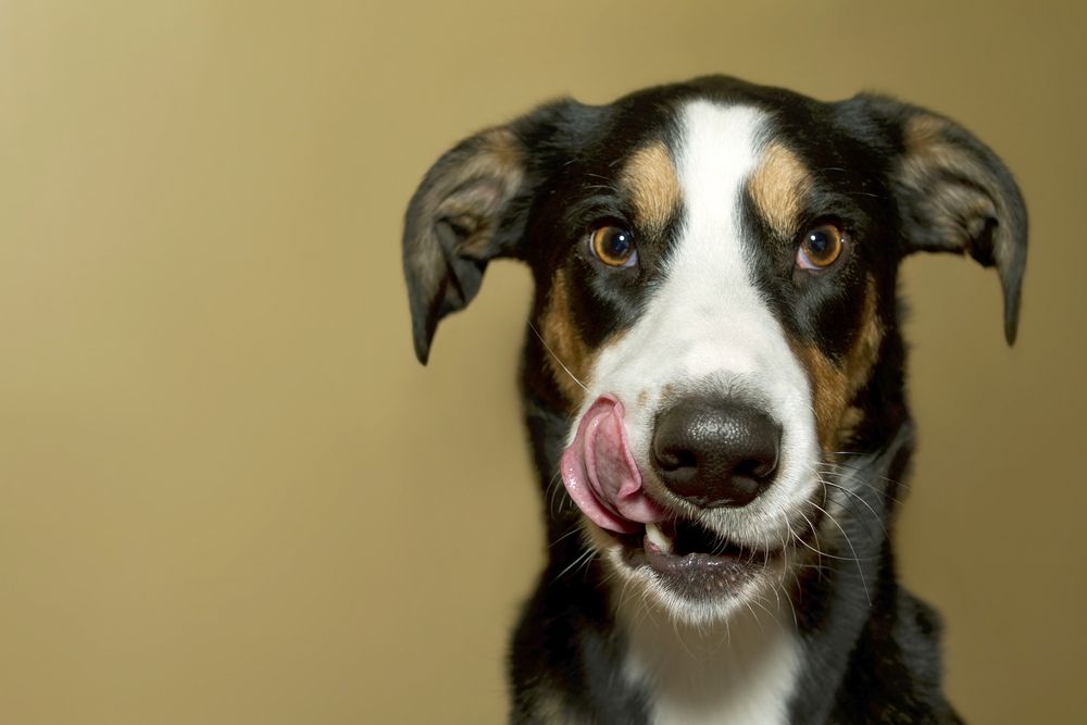 Licking his lips Blank Meme Template
