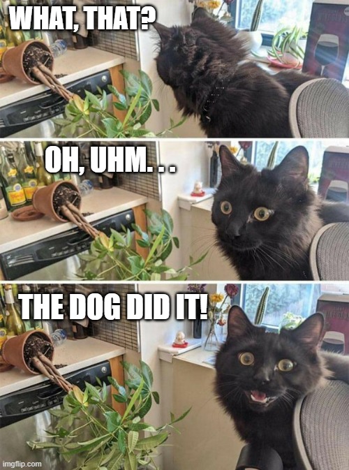 Guilty Cat | WHAT, THAT? OH, UHM. . . THE DOG DID IT! | image tagged in guilty cat,cats,dogs an cats,funny cats,cats and dogs,pets | made w/ Imgflip meme maker