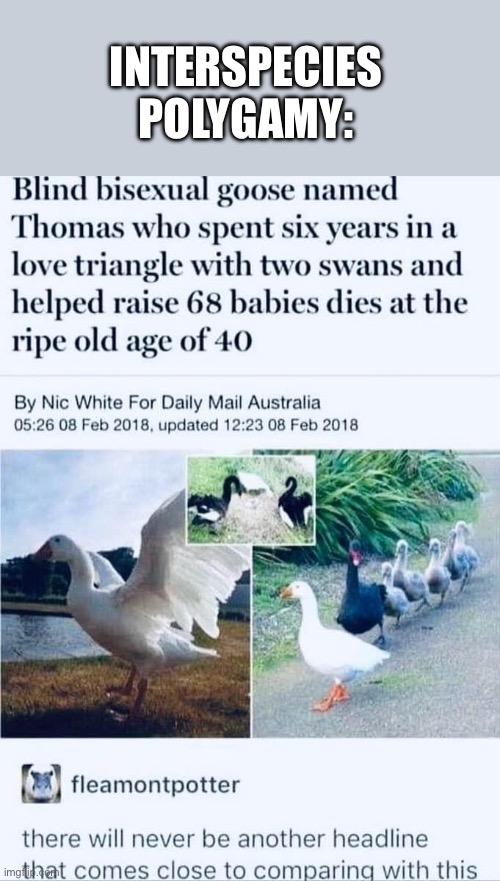 This story has everything | INTERSPECIES POLYGAMY: | image tagged in goose,swan,lgbtqi | made w/ Imgflip meme maker