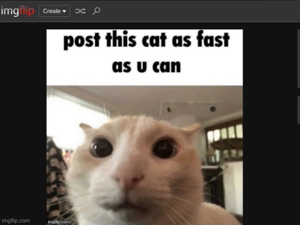 now. | image tagged in cat | made w/ Imgflip meme maker