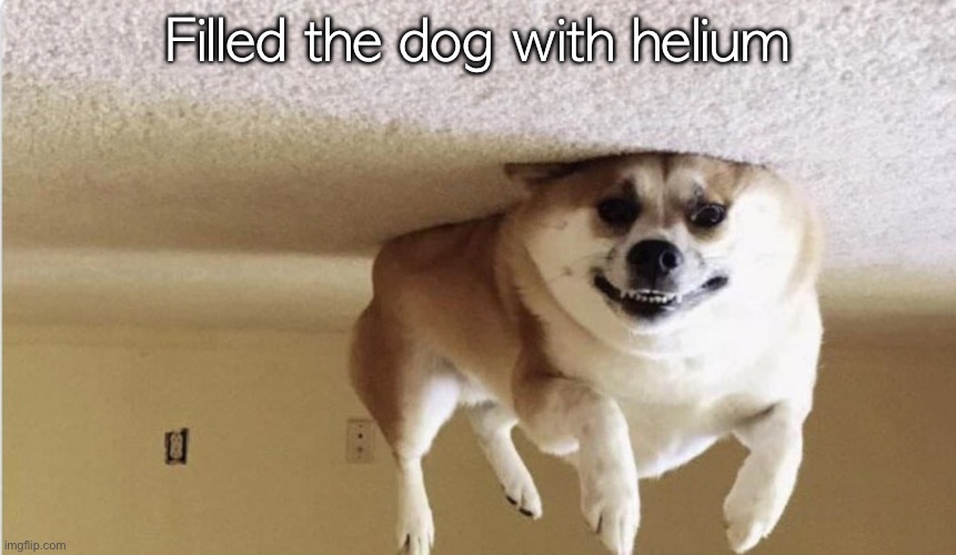 Filled the dog with helium | made w/ Imgflip meme maker