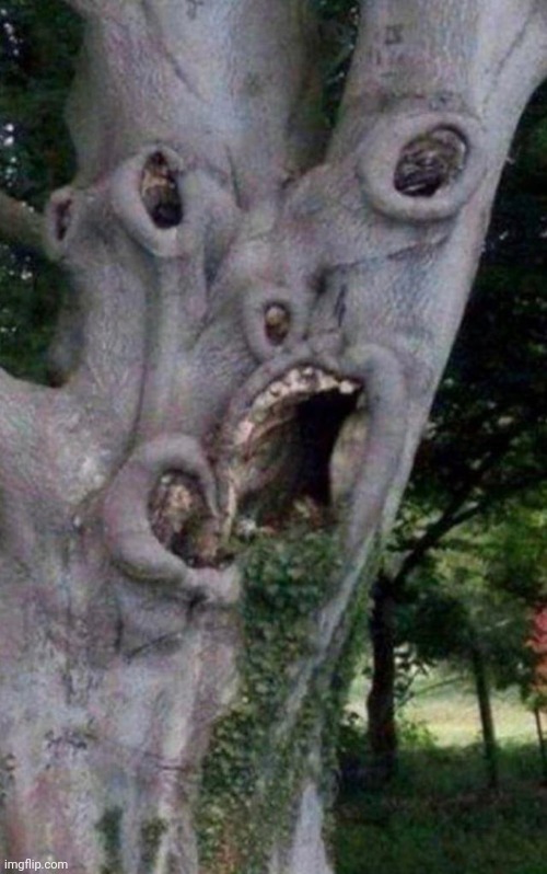 #1,450 | image tagged in cursed,cursed image,tree,scary,weird,funny | made w/ Imgflip meme maker